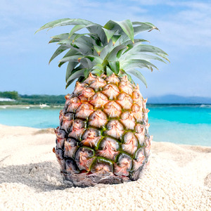 �y��s�\��z�Ί_���Y ���ʃs�[�`�p�C�� 3�� ���v��2.4kg�s2026�N5���ȍ~�����t�y ���ꌧ�Ί_�s �Ί_�� �t���[�c �ʕ� �p�C�� �Y�n���� �zSI-117