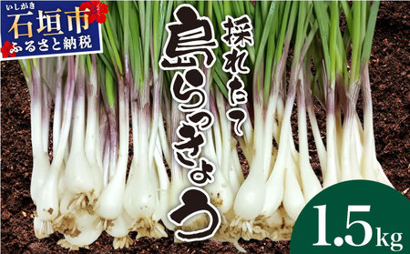 2026N2{`5{̂ꂽē傤 1.5kg y ꌧ Ί_s  傤 傤 ܂ ̂ꂽ  Е VՂ Ҕ_ Yn zOK-02