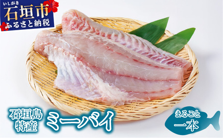 石垣島特産ミーバイ(ヤイトハタ)丸ごと1本