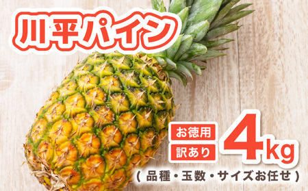 [2026年7月以降順次発送]川平パイン お徳用訳あり4kg ( 品種・玉数・サイズお任せ ) KN-6