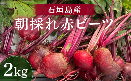 石垣島産 赤ビーツ 2kg [2026年1月以降発送] | 朝採れ 沖縄県 石垣市 石垣 産地直送 ビーツ 赤ビーツ