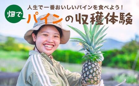 畑でパインの収穫体験 人生で一番おいしいパインを食べよう! | 沖縄 石垣 パイナップル パイン 収穫体験