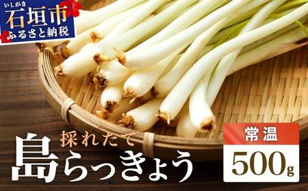 ≪2026年2月下旬〜5月下旬発送≫採れたて島らっきょう 500g [ 沖縄県 石垣市 野菜 らっきょう 島らっきょう おつまみ 採れたて 料理 漬物 天ぷら おかぴ農園 産地直送 ]OK-01