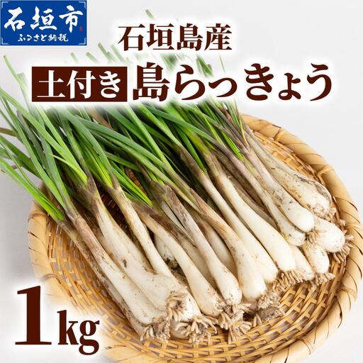 石垣島産 土付き 島らっきょう 1kg (石垣市島らっきょうの会 協同出荷) | 沖縄県 石垣市 沖縄県産 らっきょう 土付き 新鮮 鮮度 沖縄グルメ お取り寄せ おつまみ