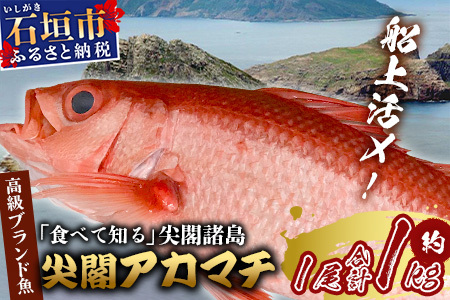 【予約受付】【3月以降順次発送】高級ブランド魚 尖閣赤マチ 1尾 約1kg 下処理済【沖縄三大高級魚】尖閣諸島 刺身 焼魚 煮物 鮮魚 冷凍 ムニエル 天然 洋食 和食 白身魚 高級魚 GK-3