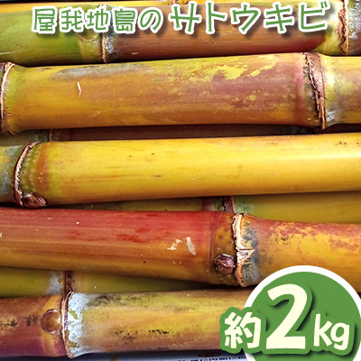 屋我地島のサトウキビ　約2kg 珍しい みやげ 沖縄 おきなわ 短冊型 自然 甘み イネ科 ミネラル 食物繊維 さとうきび 果汁 エネルギー カルシウム マグネシウム 鉄 サトウキビ ビタミン ポリフェノール フラボノイド