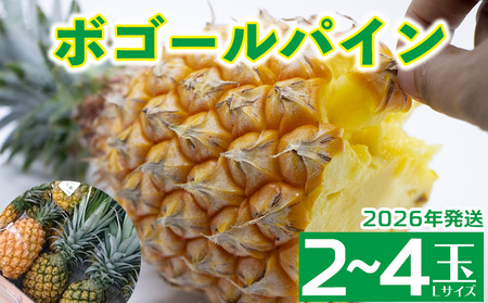 2026年発送[羽地の駅]ボゴールパイン2〜4玉 2.4kg以上 沖縄 おきなわ 国産 県産 お取り寄せ 人気 こだわり ギフト くだもの あまい 魅力 お土産 食べ物 果物 名護 やんばる なご 南国 トロピカル 夏