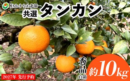[2027年 先行予約]共選タンカン 約10kg(秀品・白箱) たんかん なご 国産 県産 おきなわ 厳選 ギフト 甘い あまい 魅力 お土産 食べ物 美味しい 取り寄せ ご当地 オキナワ 南国 トロピカル 旨味