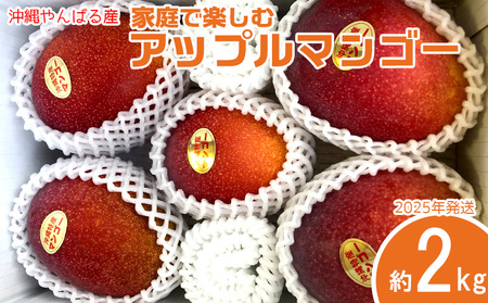 2025年発送[沖縄やんばる産]約2kg 家庭で楽しむアップルマンゴー (Ms mango farm) 南国 南国フルーツ 先行予約 期間限定 沖縄 甘味 糖度 フルーツ 果物 果実 プレゼント ギフト トロピカル 数量限定 予約 おすすめ くだもの 太陽 やんばる 自然