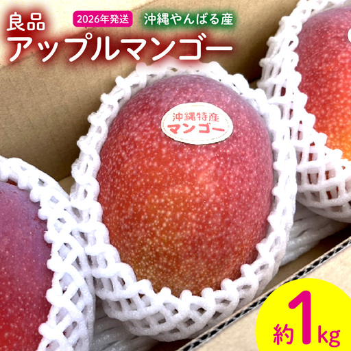 2026年発送【沖縄やんばる産】約1kg 良品アップルマンゴー（Ms mango farm） 南国 南国フルーツ 先行予約 期間限定 沖縄 甘味 糖度 フルーツ 果物 果実 プレゼント ギフト トロピカル 数量限定 予約 おすすめ くだもの 太陽 やんばる 自然