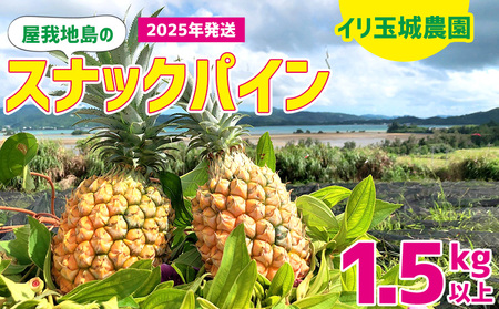 2025年「屋我地島のスナックパイン」1.5kg以上屋我地島 イリ玉城農園 沖縄 先行予約 国産 パインアップル ぱいん 県産 名護市 なご 1.5キロ 送料無料 ご当地 ふるさと納税 お取り寄せ 果物 くだもの 果実 青果物 デザート フルーツ おやつ