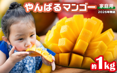 マンゴー[2026年発送]マンゴー家庭用 約1kg