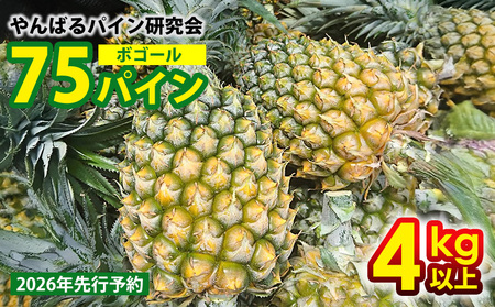 y2026Ns\zVTpCi{S[j4kgȏ pC pCibv pCAbv ꌧYpC t[c 썑t[c gsJt[c t[c ʕ  ʎ fU