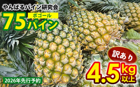 y2026Ns\zy󂠂zVTpCi{S[j4.5kgȏ pC pCibv pCAbv ꌧYpC t[c 썑t[c gsJt[c t[c ʕ 