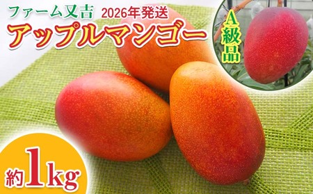 2026年発送[ファーム又吉]A級品アップルマンゴー 約1kg フルーツ 果物 期間限定 数量限定 先行予約 南国 プレゼント お土産 おみやげ ギフト くだもの 季節 おきなわ 青果 デザート おすすめ 人気 冷蔵 夏 スイーツ