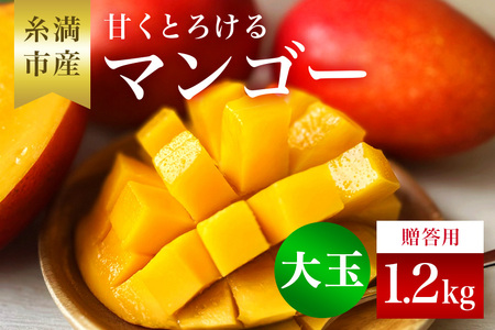 [ 先行予約 2025年 発送 ] かねよしマンゴーの甘くとろける マンゴー 1.2kg (大玉500g〜650g)( 贈答用 ) アップルマンゴー フルーツ 果物 ギフト 沖縄県産 国産 完熟 くだもの ギフト 贈答品 贈り物 産地直送 農家直送 糸満市