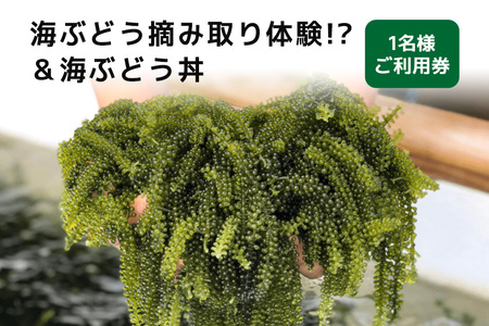 海ぶどう 摘み取り 体験 !?& 海ぶどう丼 1名様 ご利用券 体験チケット 沖縄旅行 チケット クーポン 予約 アクティビティ 家族 家族旅行 海ぶどう狩り 沖縄 食材 自然体験 子供 子ども ご当地グルメ 食事券 食事チケット 施設利用券 沖縄観光 沖縄県 糸満市