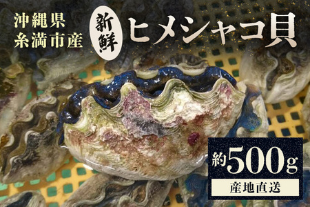 [産地直送]「海人のまち」で水揚げ!新鮮なヒメシャコ貝 約500g