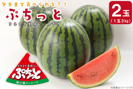 【2025年6月より順次発送】タネまで食べられる？！ タネまで美味しいスイカ「ぷちっと」約6kg（2玉）｜沖縄 沖縄県 豊見城市 ふるさと納税 果物 スイカ フルーツ すいか 送料無料(CI002)