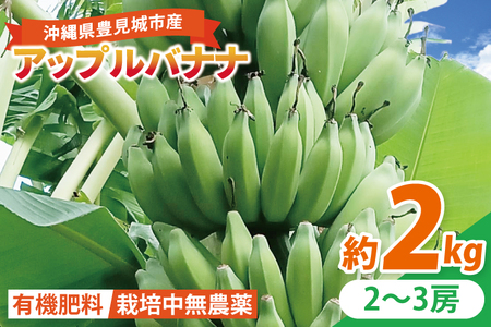 アップルバナナ 約2kg|バナナ ばなな アップルバナナ フルーツ くだもの 果物 沖縄フルーツ 有機肥料 沖縄 沖縄県 豊見城市