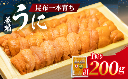 昆布一本育ち!!「浜中町産 養殖うに 折詰入り 200g×一折り」
