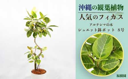 観葉植物 かぽっくの返礼品 検索結果 | ふるさと納税サイト「ふるなび」