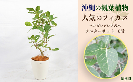 沖縄の観葉植物 人気のフィカス ベンガレンシス6号 ラスターポット