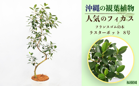 観葉植物 ゴムの返礼品 検索結果 | ふるさと納税サイト「ふるなび」