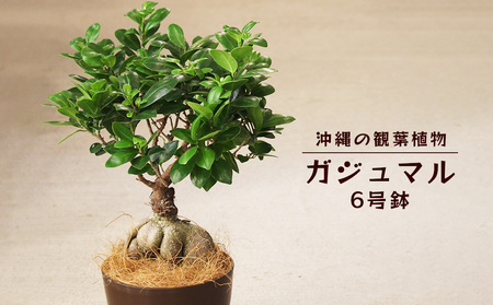 観葉植物 ゴムの木の返礼品 検索結果 | ふるさと納税サイト「ふるなび」