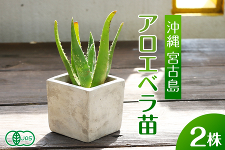 アロエベラ 苗 2株 沖縄・宮古島産|有機JAS 観葉植物