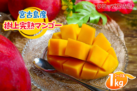SG001 2026NĔ {ÓY㊮n}S[1kgi2`3ʁjObgNbv{Ó