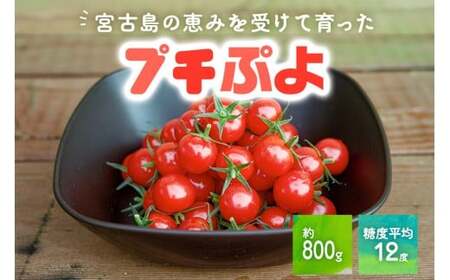 {ÓY g}g yv`Ղz 800g@x12xiPN02j