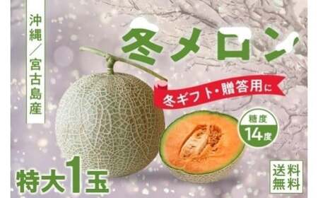 [琉球マルシェ]毎年大好評!沖縄県宮古島産 冬メロン(特大1玉)贈答用 冬のギフト