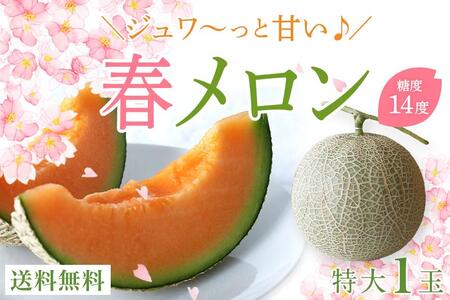 沖縄県宮古島産 春メロン[特大1玉]|贈答用・高級・赤肉メロン(琉球マルシェ)