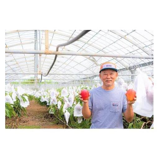 [2026年夏発送][贈答用]インカジ・トゥ・パリ マンゴー 完熟マンゴー 約1kg(2玉〜3玉)[潮風の里]