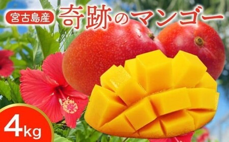 CZ014ss\ 2026Nty{ʎz{ÓY@Ղ̃}S[@4kg@荠