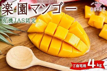 DQ019ss\t2026N L@JASF؃}S[iA[EBjp 4kgyỷʎz