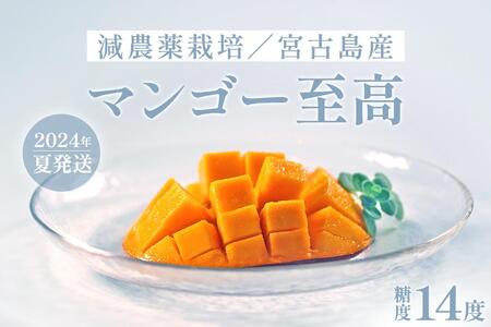 [先行予約]沖縄・宮古島 減農薬栽培マンゴー 1kg[優品]|贈答用・糖度14度以上!|琉球マルシェ