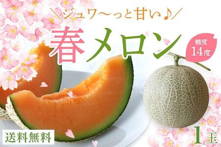 沖縄・宮古島 春メロン[1玉]|贈答用・高級果物・赤肉メロン