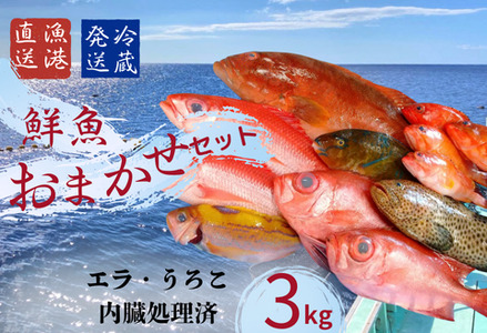 国頭漁協直送!鮮魚おまかせセット 3[エラ・うろこ・内臓処理済]〜海人からの贈り物〜