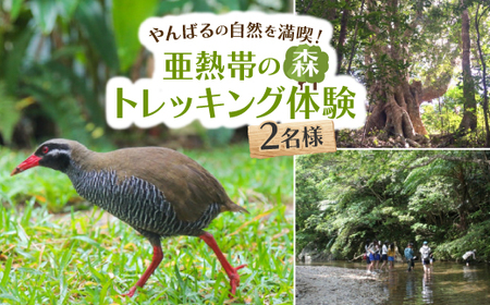 やんばるの自然を満喫!亜熱帯の森トレッキング体験 2名様