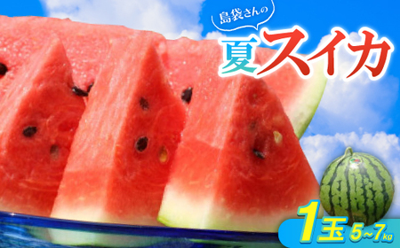 ystE2026N8{珇z܂̉ăXCJ 1(5.0`7.0kg)yzsnFzy1628646z