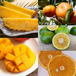 [発送月固定定期便]南国プレミアムフルーツ定期便(マンゴー&パイナップル2種&柑橘3種)全6回[配送不可地域:離島]