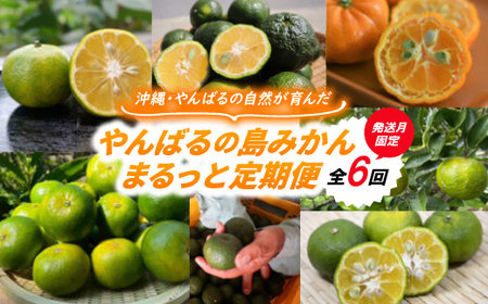 [発送月固定定期便]やんばるの島みかんまるっと定期便全6回