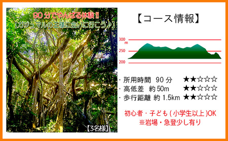 ガジュマルの返礼品 検索結果 | ふるさと納税サイト「ふるなび」