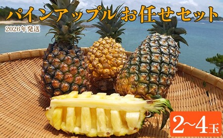東村産パインアップルお任せセット1(2〜4玉)[2026年発送] パイン パインアップル パイナップル ボゴール ゴールドバレル ピーチパイン サンドルチェ ホワイトココ セット おまかせ 生産量日本一 国産 国産 ジューシー 南国 トロピカル 予約 先行予約 沖縄 東村[ 提供事業者:サンライズひがし]