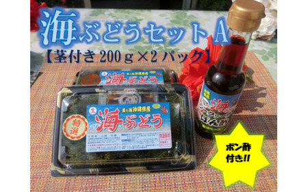 海ぶどうセットA(ポンズ付き) 海ぶどう 沖縄 海ブドウ ウミブドウ お土産 特産物 うみぶどう