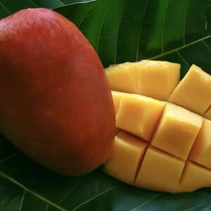 [2026年6月下旬から順次発送・贈答用]みなとばる農園の完熟アップルマンゴー1kg(2〜3玉)[配送不可地域:離島]