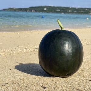 [2026年1月下旬から順次発送]冬の黒皮スイカ「BonBonリッチ」1玉(3.0kg〜4.0kg)[配送不可地域:離島]