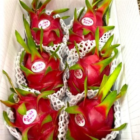 [2026年7月下旬から順次発送]懇謝堂フルーツ園のドラゴンフルーツ2kg(4〜6玉)